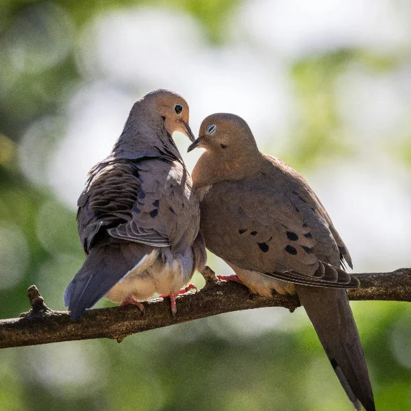 Two affectionate mourning doves perched on a branch, showcasing their intimate interaction in a serene natural setting