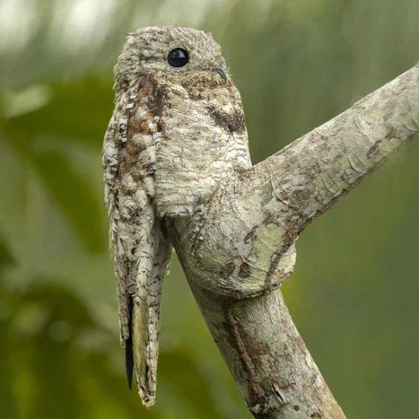 Camouflaged potoo bird blending into a tree branch in the wild