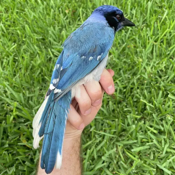 grue jay