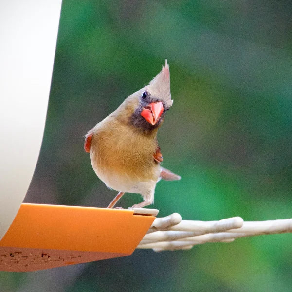 smart bird feeder and Northern Cardinal