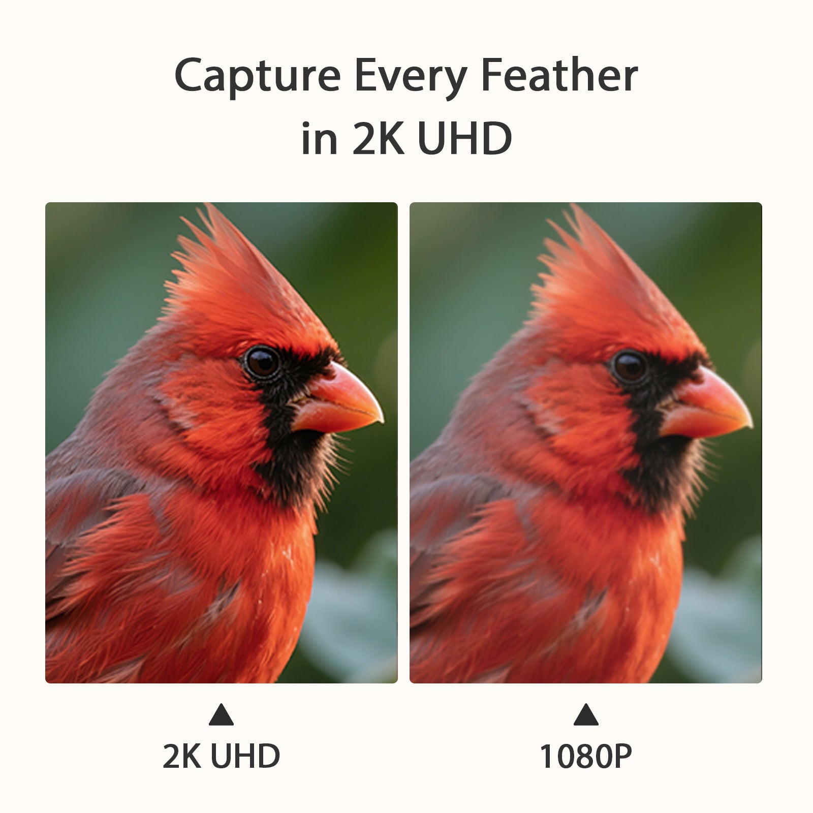 PeckPerk Smart Bird Feeder with Solar Panel: The New Gen Smart Bird Feeder