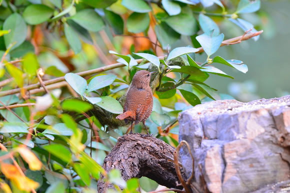 Wren bird HD pictures