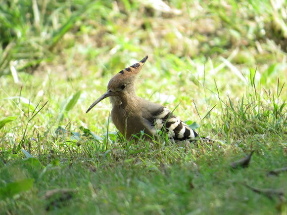 Hoopoe bird HD photography