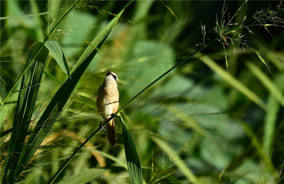 High-resolution photography of Red-tailed Shrike in morning light