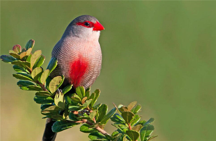 Cute plum bird photography