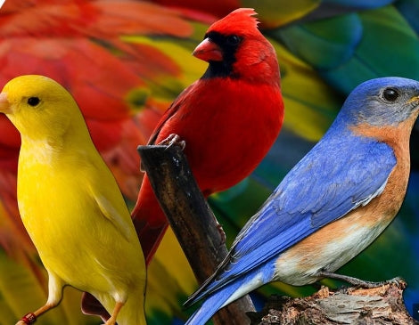 Unlock the Mystery Behind Bird Feather Colors and Enjoy Bird Watching at Home