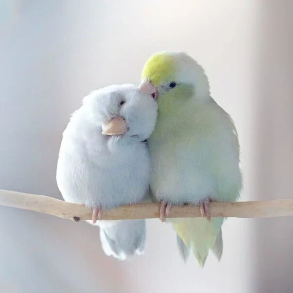 Two affectionate parakeets, one white and one light green, perched closely together on a branch, showcasing their social bonding behavior.