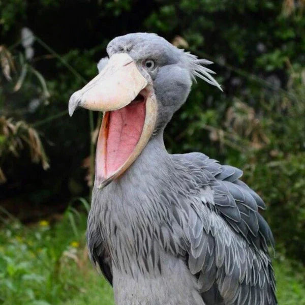 Shoebill stork with its beak wide open, standing in a green natural habitat.