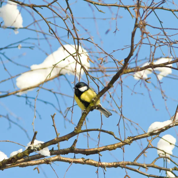 How Smart Bird Feeders Drive Wildlife Conservation Finance in 2025