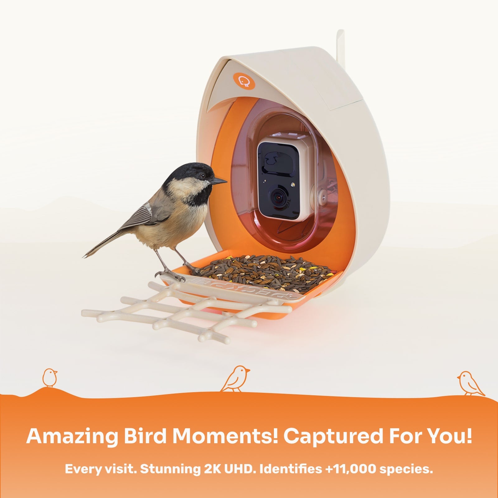 PeckPerk Smart Bird Feeder