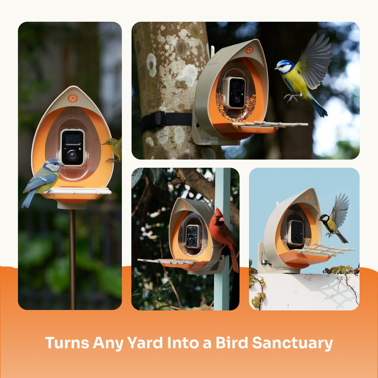 PeckPerk Smart Bird Feeder
