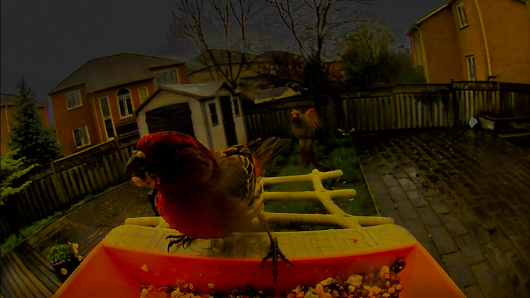 PeckPerk_Smart_Bird_Feeder_Night Vision2