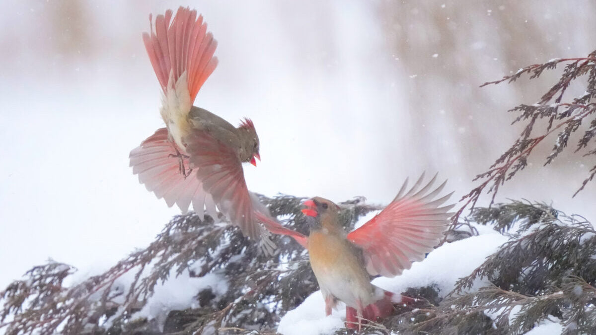 PeckPerk_Smart_Bird_Feeder_Our Vision